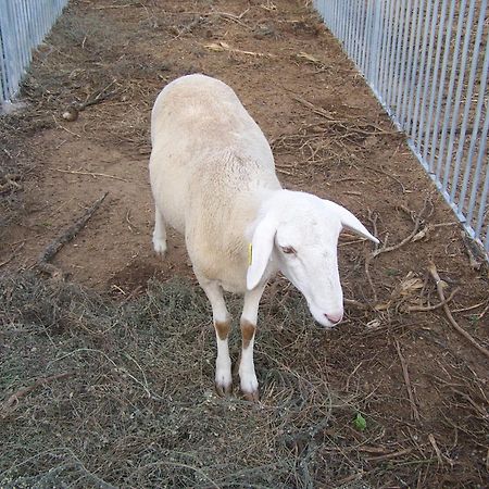 Centro De Agroecologia Y Medio Ambiente De Murcia Bullas Eksteriør billede